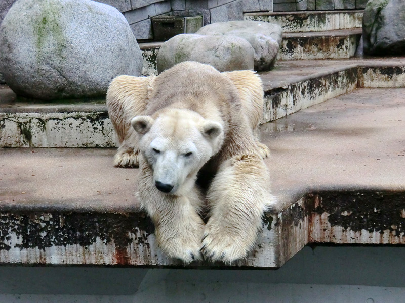 Eisbär LARS am 2. März 2012 im Wuppertaler Zoo