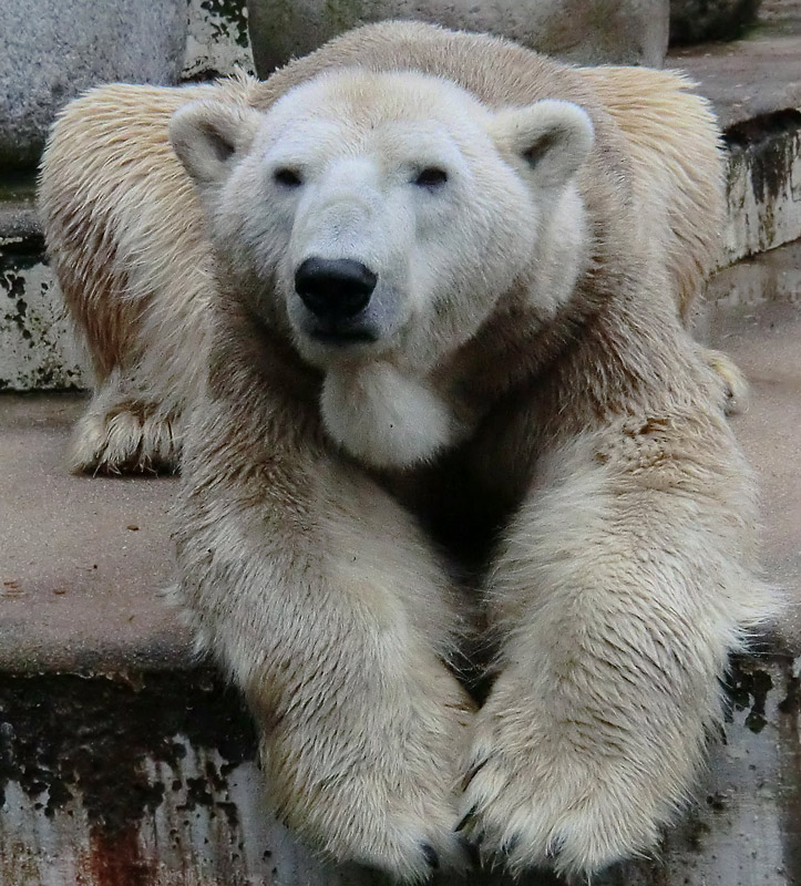 Eisbär LARS am 2. März 2012 im Zoo Wuppertal