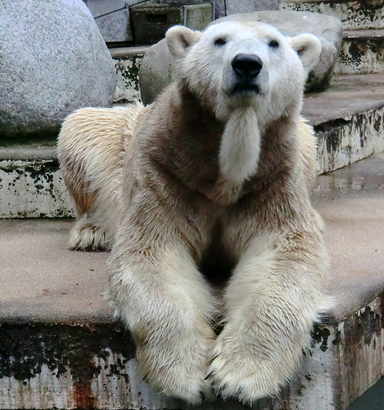 Eisbär LARS am 2. März 2012 im Zoologischen Garten Wuppertal