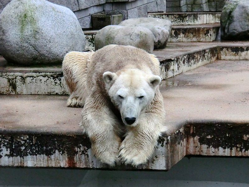 Eisbär LARS am 2. März 2012 im Wuppertaler Zoo