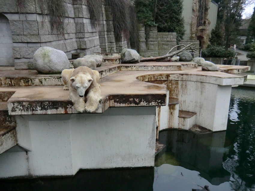 Eisbär LARS am 2. März 2012 im Zoo Wuppertal