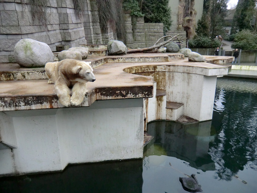 Eisbär LARS am 2. März 2012 im Zoologischen Garten Wuppertal