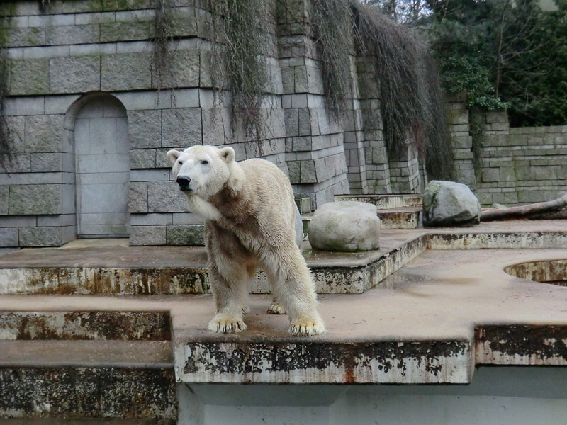 Eisbär LARS am 2. März 2012 im Wuppertaler Zoo