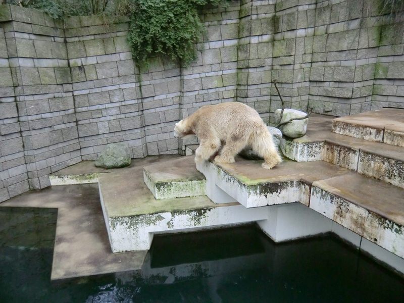 Eisbär LARS am 2. März 2012 im Zoo Wuppertal