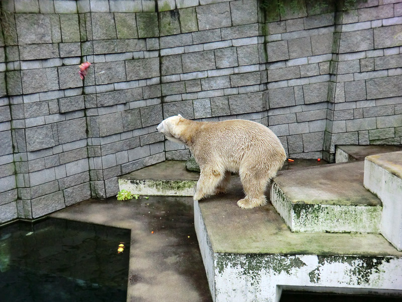 Eisbär LARS am 2. März 2012 im Wuppertaler Zoo