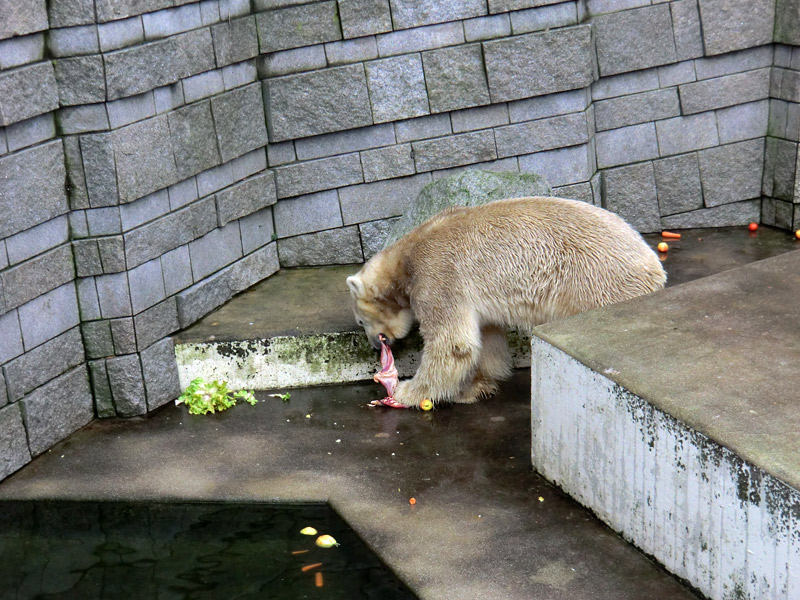 Eisbär LARS am 2. März 2012 im Zoo Wuppertal