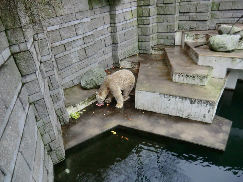 Eisbär LARS am 2. März 2012 im Wuppertaler Zoo