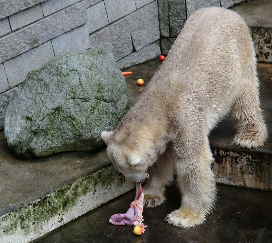 Eisbär LARS am 2. März 2012 im Zoologischen Garten Wuppertal