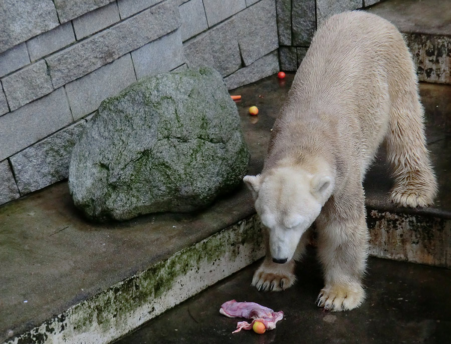 Eisbär LARS am 2. März 2012 im Wuppertaler Zoo