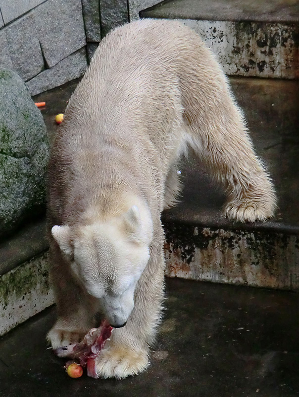 Eisbär LARS am 2. März 2012 im Zoo Wuppertal