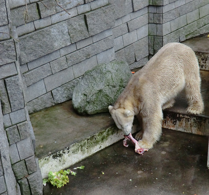 Eisbär LARS am 2. März 2012 im Wuppertaler Zoo