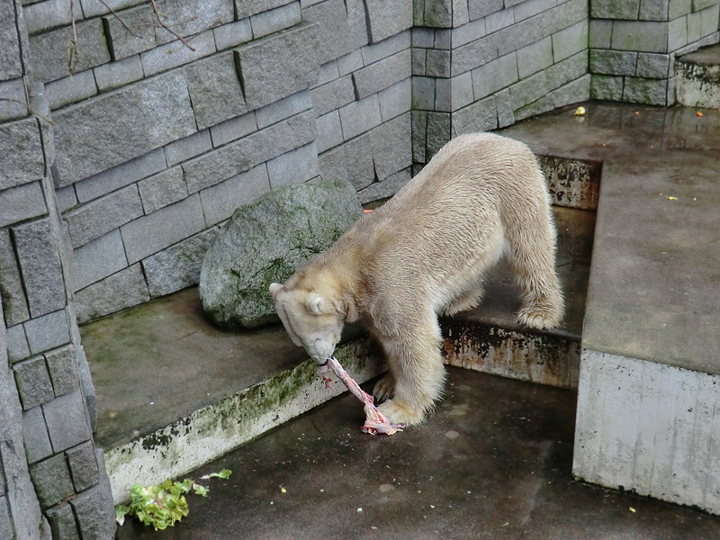 Eisbär LARS am 2. März 2012 im Zoo Wuppertal