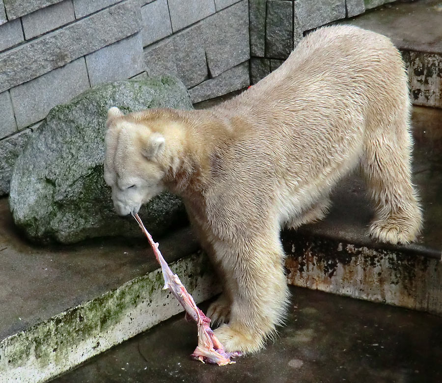 Eisbär LARS am 2. März 2012 im Zoologischen Garten Wuppertal