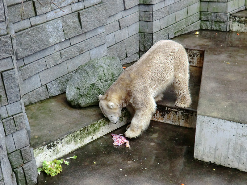 Eisbär LARS am 2. März 2012 im Wuppertaler Zoo