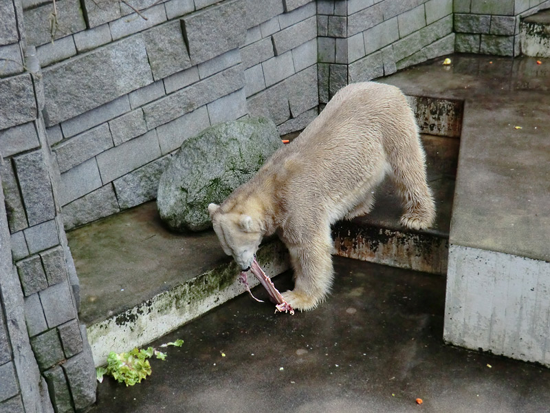 Eisbär LARS am 2. März 2012 im Zoo Wuppertal