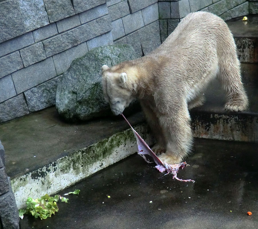 Eisbär LARS am 2. März 2012 im Zoologischen Garten Wuppertal