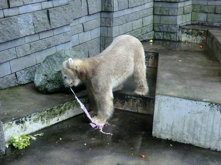 Eisbär LARS am 2. März 2012 im Wuppertaler Zoo