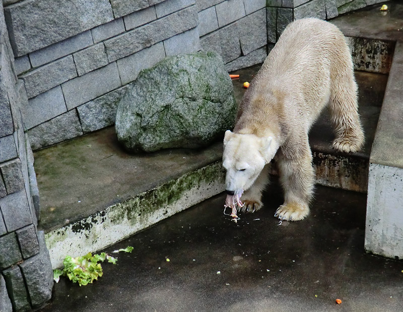 Eisbär LARS am 2. März 2012 im Zoologischen Garten Wuppertal