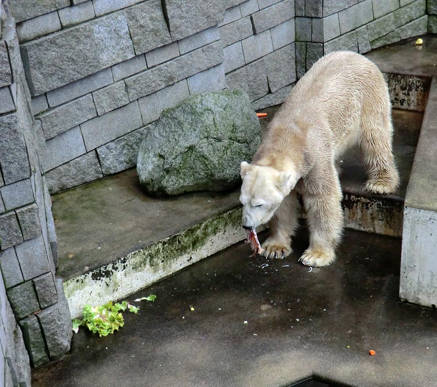 Eisbär LARS am 2. März 2012 im Wuppertaler Zoo