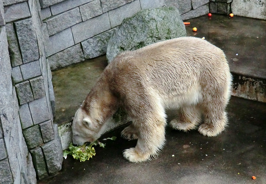 Eisbär LARS am 2. März 2012 im Zoo Wuppertal