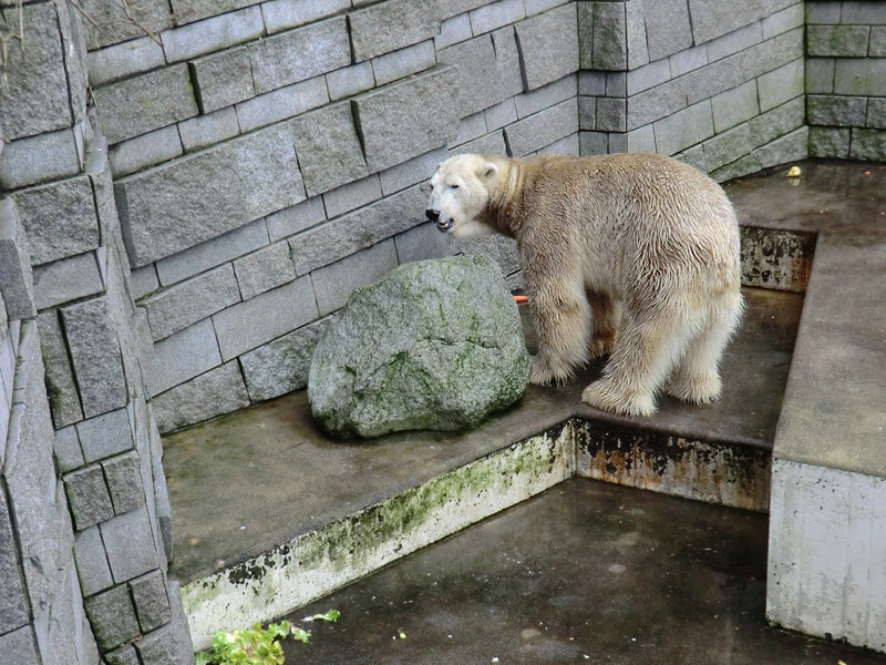 Eisbär LARS am 2. März 2012 im Zoologischen Garten Wuppertal