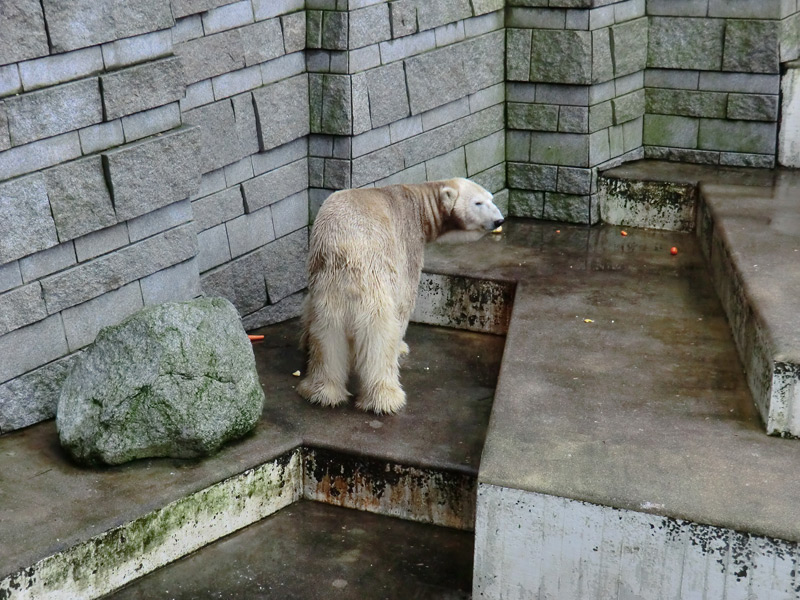 Eisbär LARS am 2. März 2012 im Wuppertaler Zoo