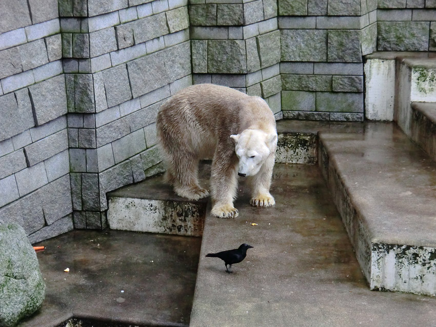 Eisbär LARS am 2. März 2012 im Zoo Wuppertal