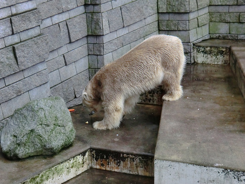 Eisbär LARS am 2. März 2012 im Zoologischen Garten Wuppertal