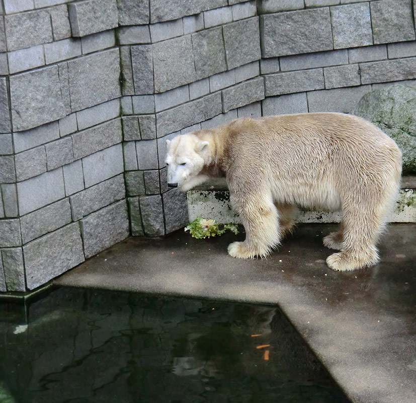 Eisbär LARS am 2. März 2012 im Zoo Wuppertal