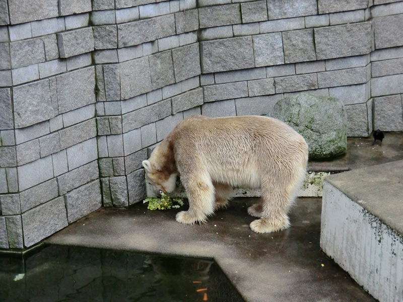 Eisbär LARS am 2. März 2012 im Zoologischen Garten Wuppertal