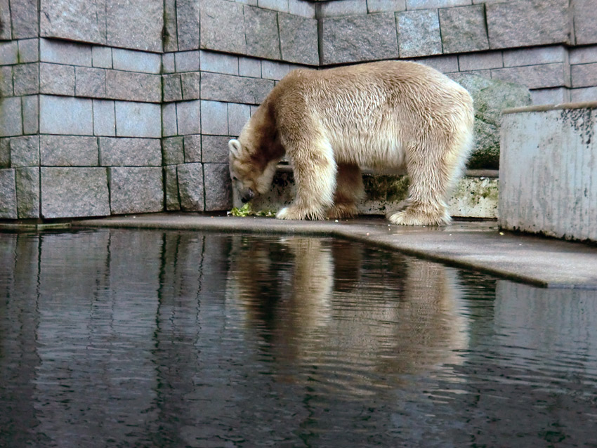 Eisbär LARS am 2. März 2012 im Wuppertaler Zoo