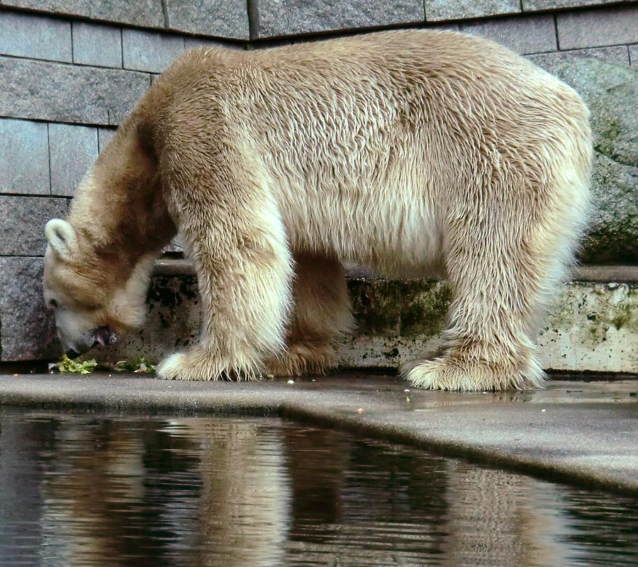 Eisbär LARS am 2. März 2012 im Zoo Wuppertal