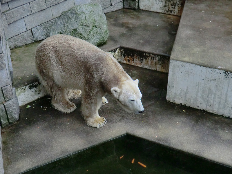 Eisbär LARS am 2. März 2012 im Zoologischen Garten Wuppertal