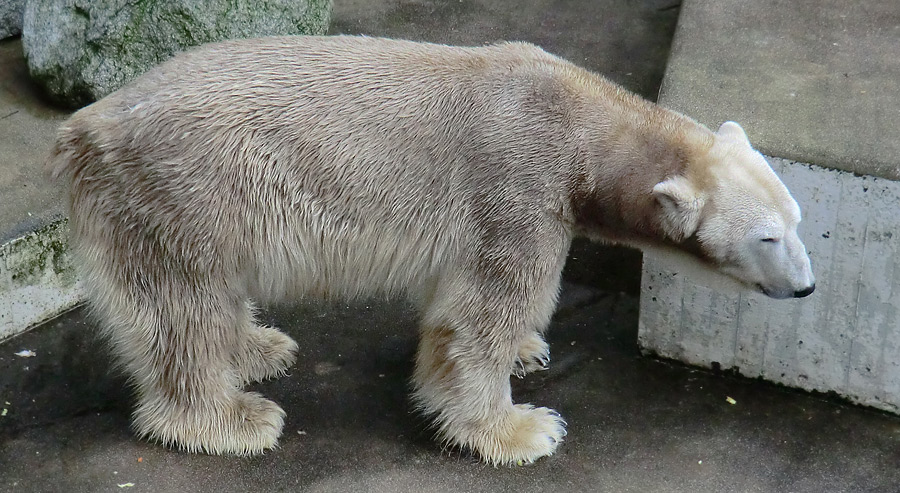 Eisbär LARS am 2. März 2012 im Wuppertaler Zoo