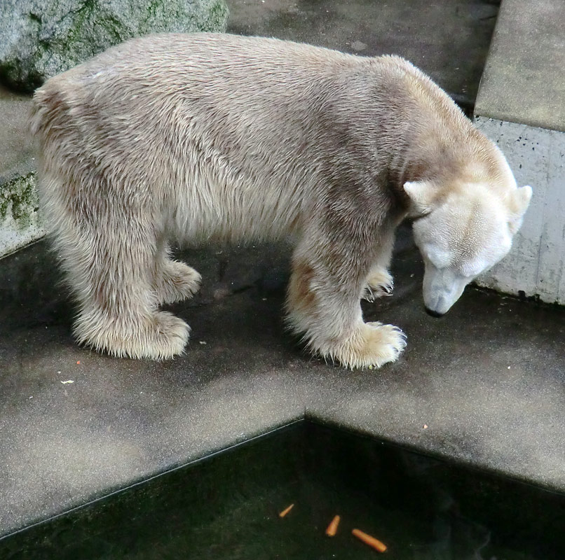 Eisbär LARS am 2. März 2012 im Zoo Wuppertal