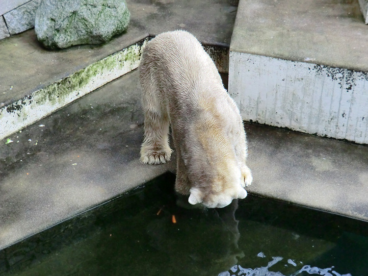 Eisbär LARS am 2. März 2012 im Zoologischen Garten Wuppertal