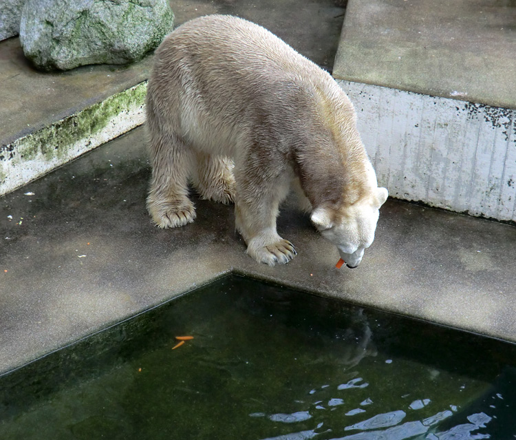 Eisbär LARS am 2. März 2012 im Wuppertaler Zoo