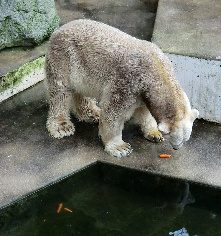 Eisbär LARS am 2. März 2012 im Zoo Wuppertal