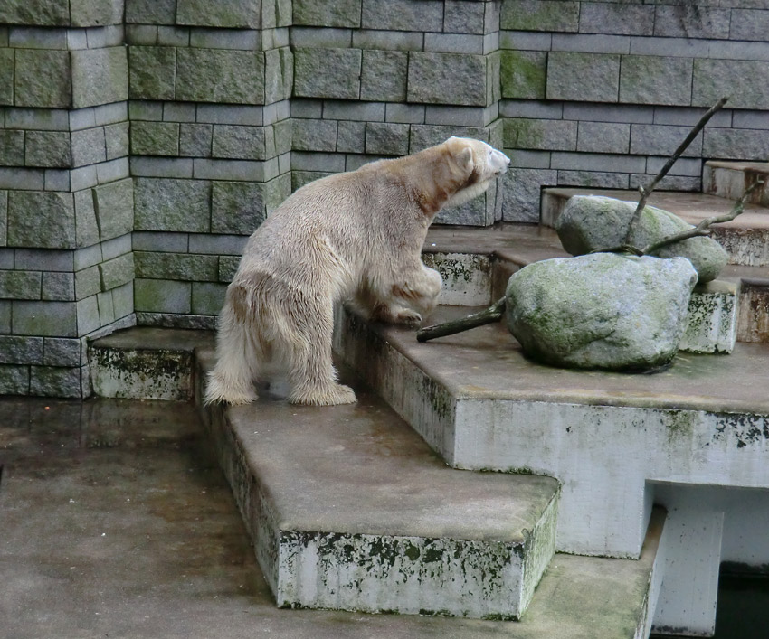 Eisbär LARS am 2. März 2012 im Zoologischen Garten Wuppertal