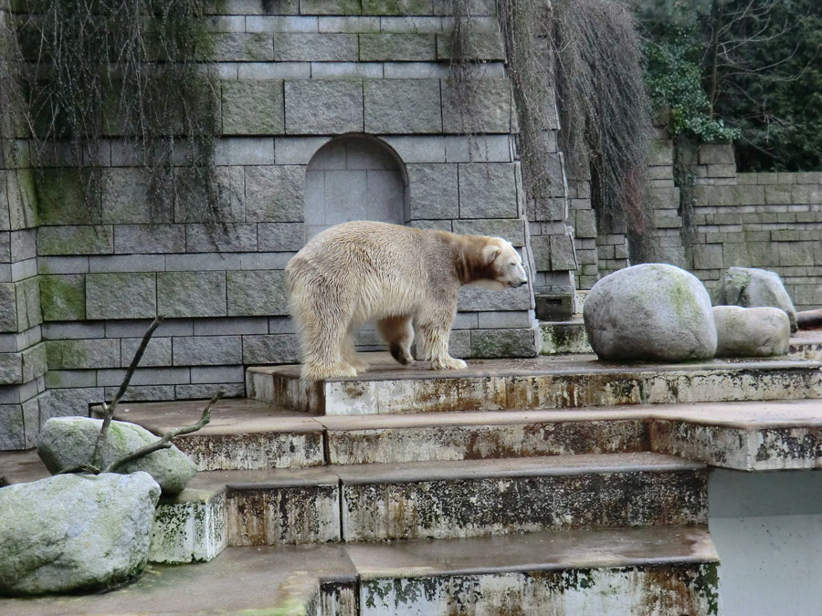 Eisbär LARS am 2. März 2012 im Wuppertaler Zoo