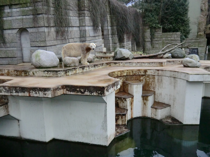 Eisbär LARS am 2. März 2012 im Zoo Wuppertal