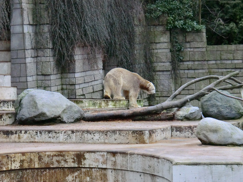 Eisbär LARS am 2. März 2012 im Wuppertaler Zoo