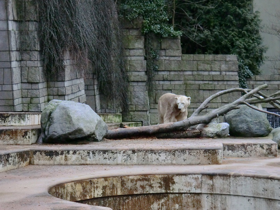 Eisbär LARS am 2. März 2012 im Zoo Wuppertal