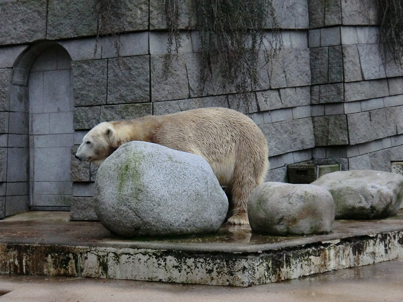 Eisbär LARS am 2. März 2012 im Wuppertaler Zoo