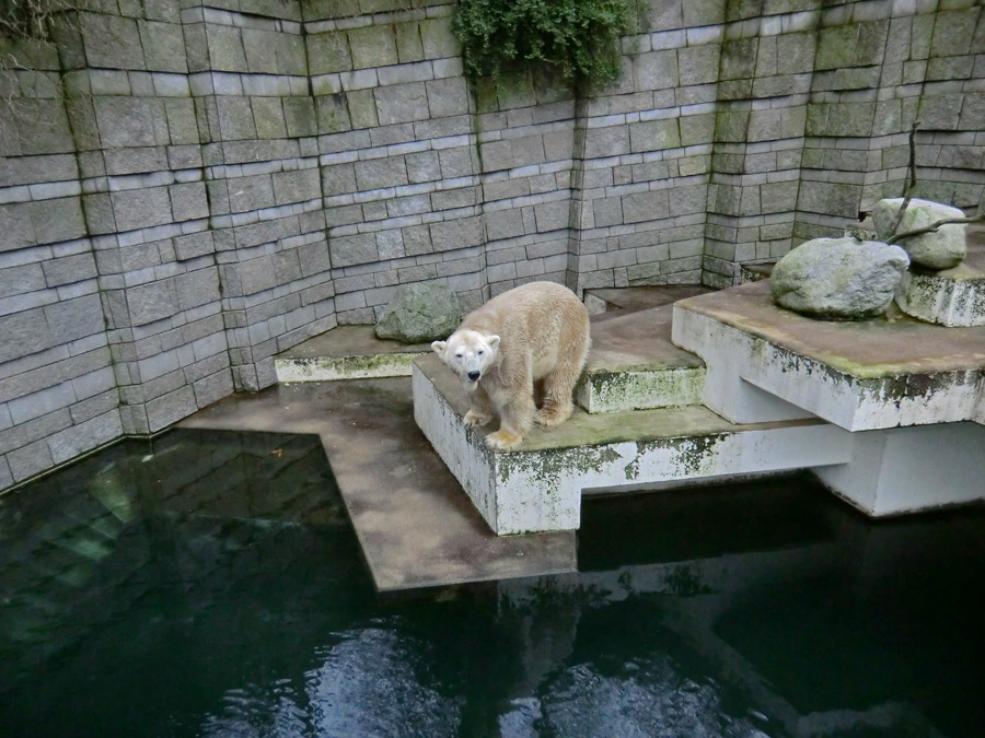 Eisbär LARS am 2. März 2012 im Zoologischen Garten Wuppertal