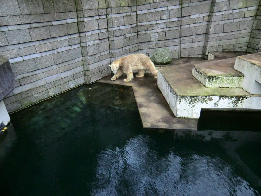 Eisbär LARS am 2. März 2012 im Wuppertaler Zoo