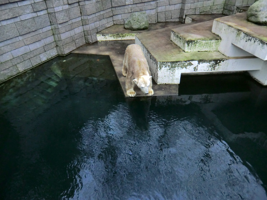 Eisbär LARS am 2. März 2012 im Zoo Wuppertal