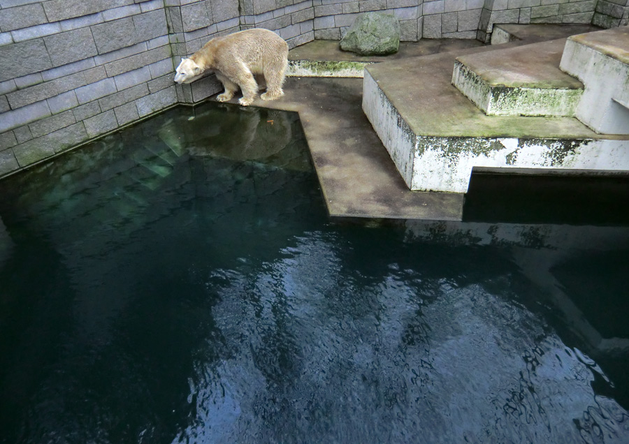 Eisbär LARS am 2. März 2012 im Zoologischen Garten Wuppertal