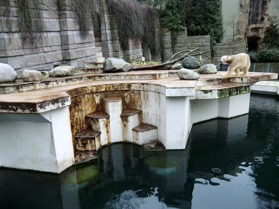 Eisbär LARS am 2. März 2012 im Zoologischen Garten Wuppertal