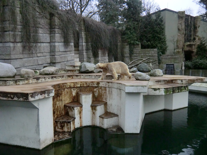 Eisbär LARS am 2. März 2012 im Zoo Wuppertal